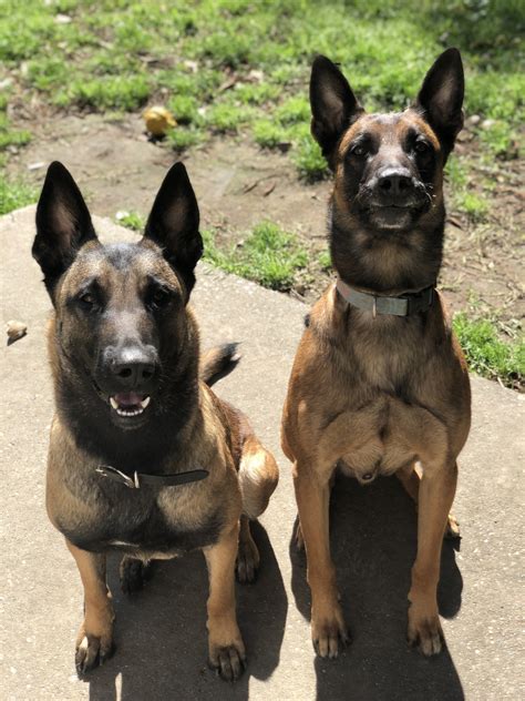 2 pickup & drop-off options. . Malinois for sale